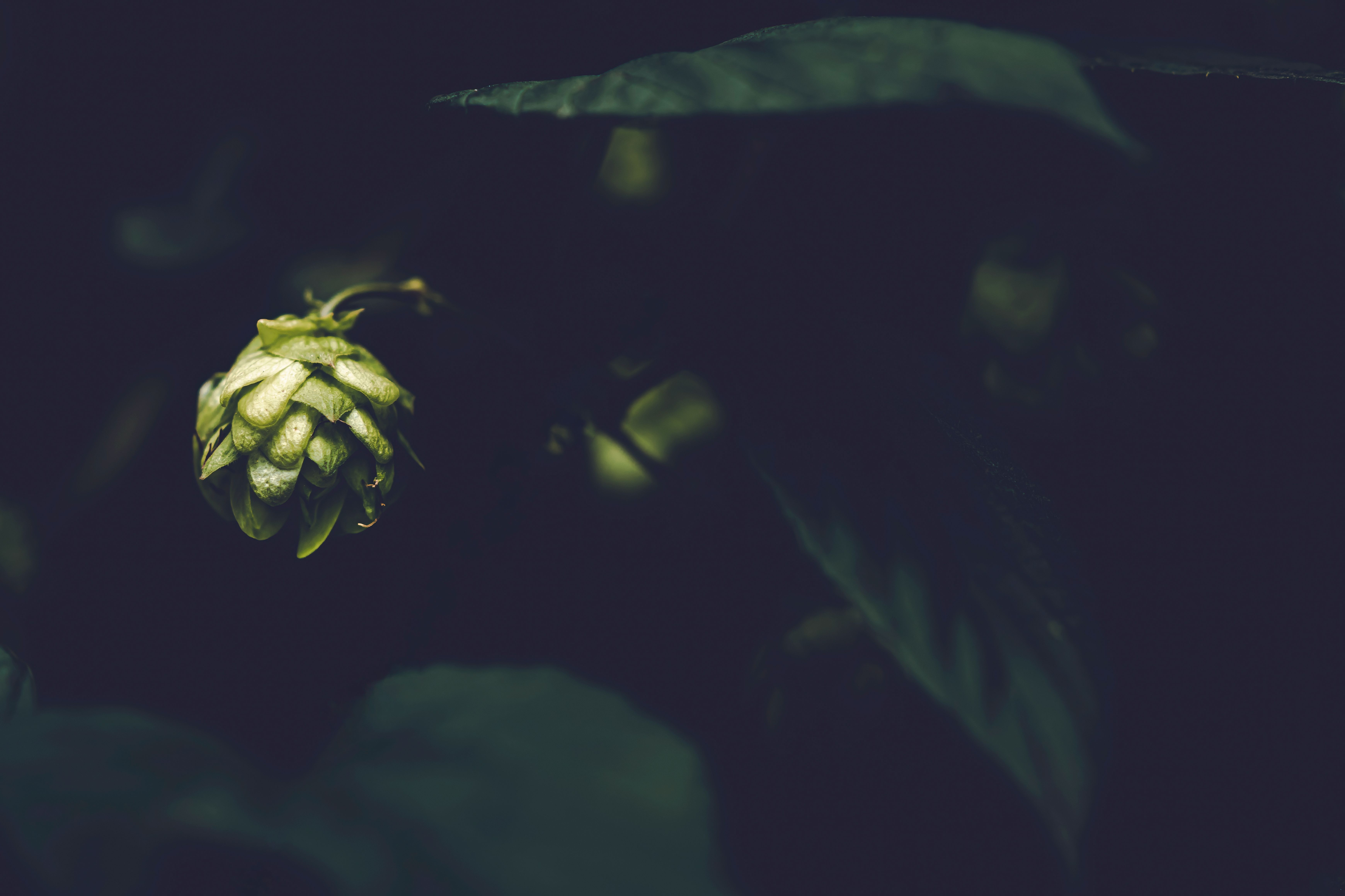 Choosing the Best Hops for Homebrewing Success