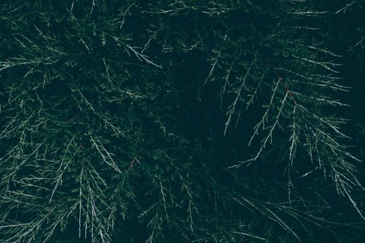 High-resolution close-up of lush, dark green evergreen foliage, emphasizing nature's intricate details.