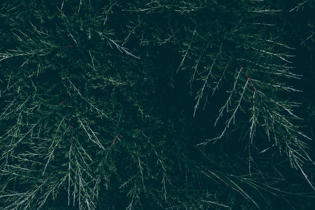 high resolution close up of lush dark green evergreen foliage emphasiz