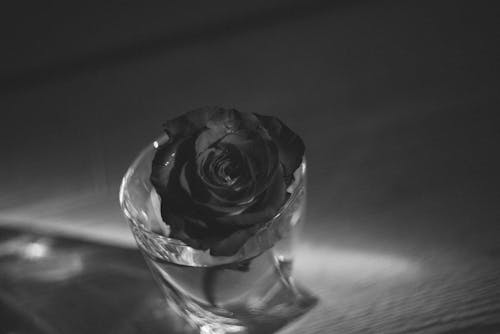 Grayscale Photo of a Rose