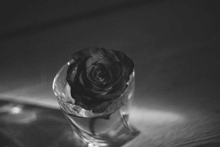 Grayscale Photo Of A Rose