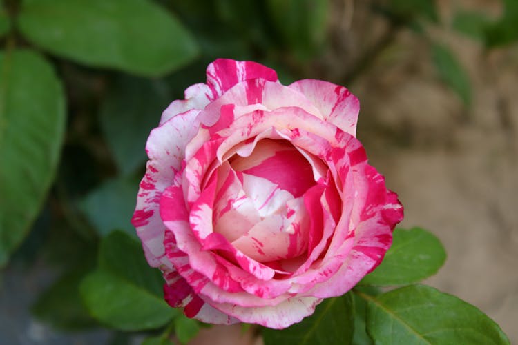 A Close-up Shot Of Pink And White Flower In Full Bloom