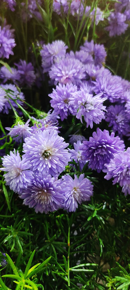 Gratis stockfoto met bos natuur, engelenadem bloemen, gloednieuw