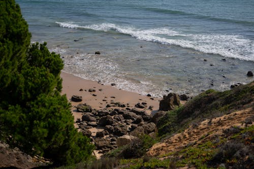 Imagine de stoc gratuită din coastă, copaci verzi, corp de apă