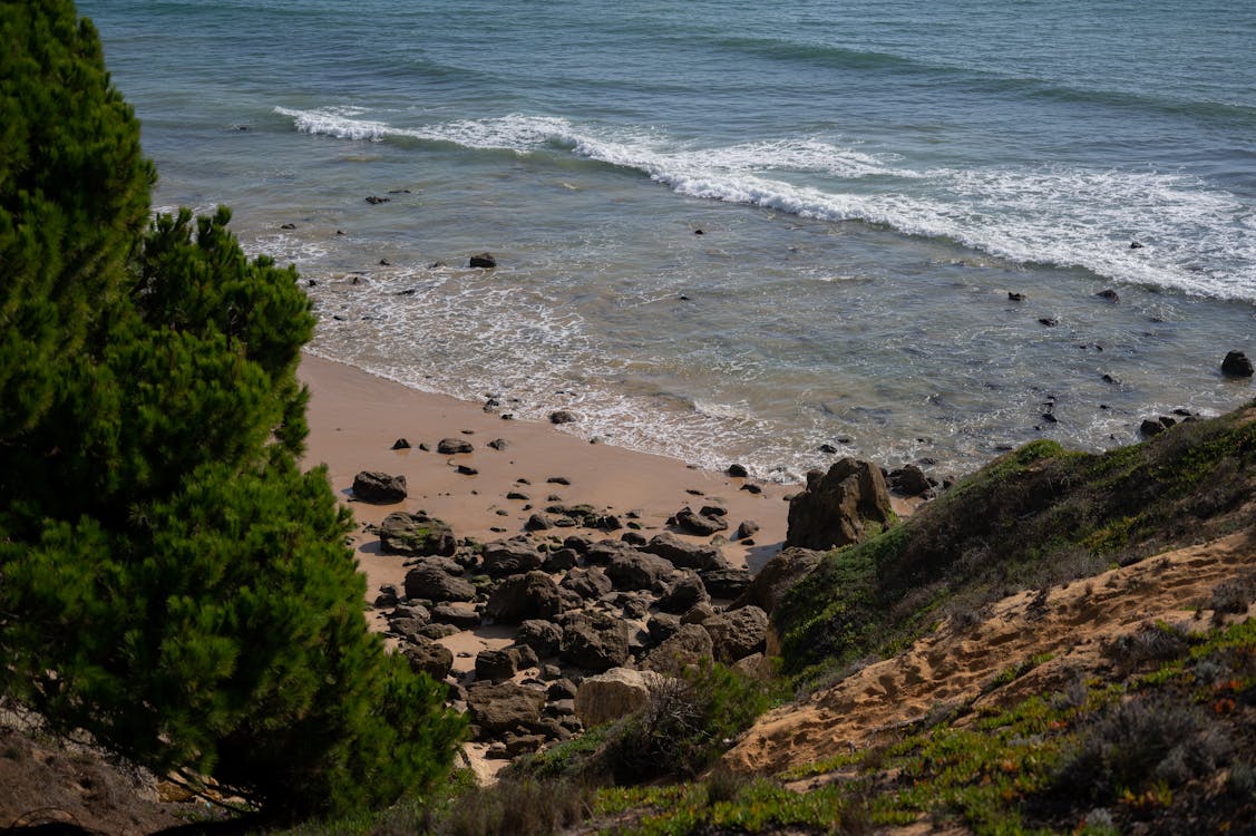 Photos gratuites de arbres verts, bord de mer, cailloux