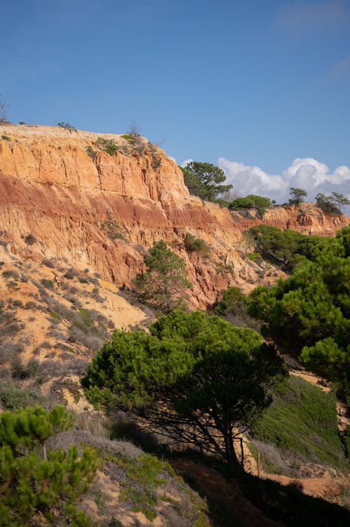 Photos gratuites de à flanc de colline, arbre, beauté dans la nature