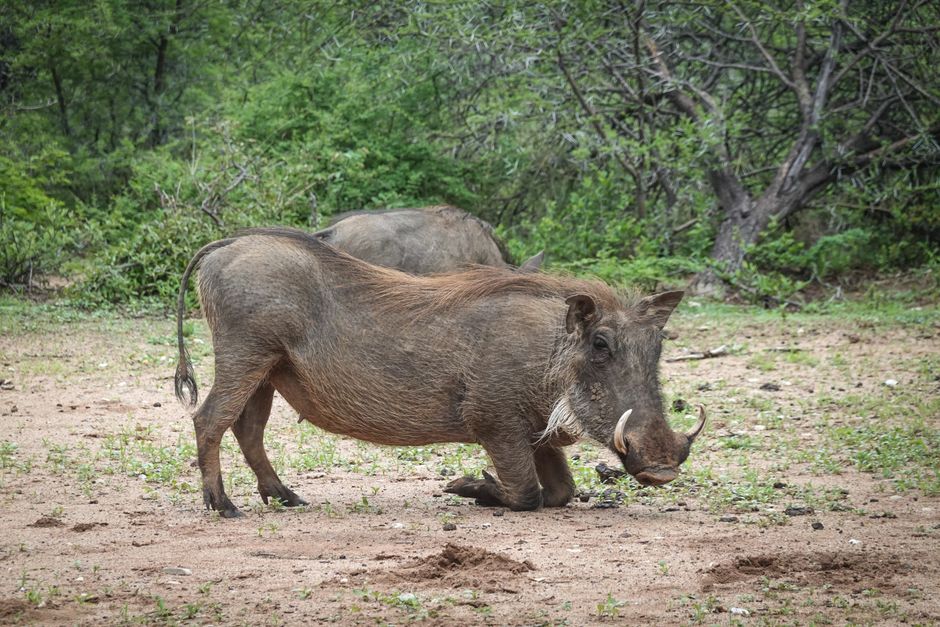 A pair of warthogs seen in their natural forest habitat. Captured in a detailed, natural setting.