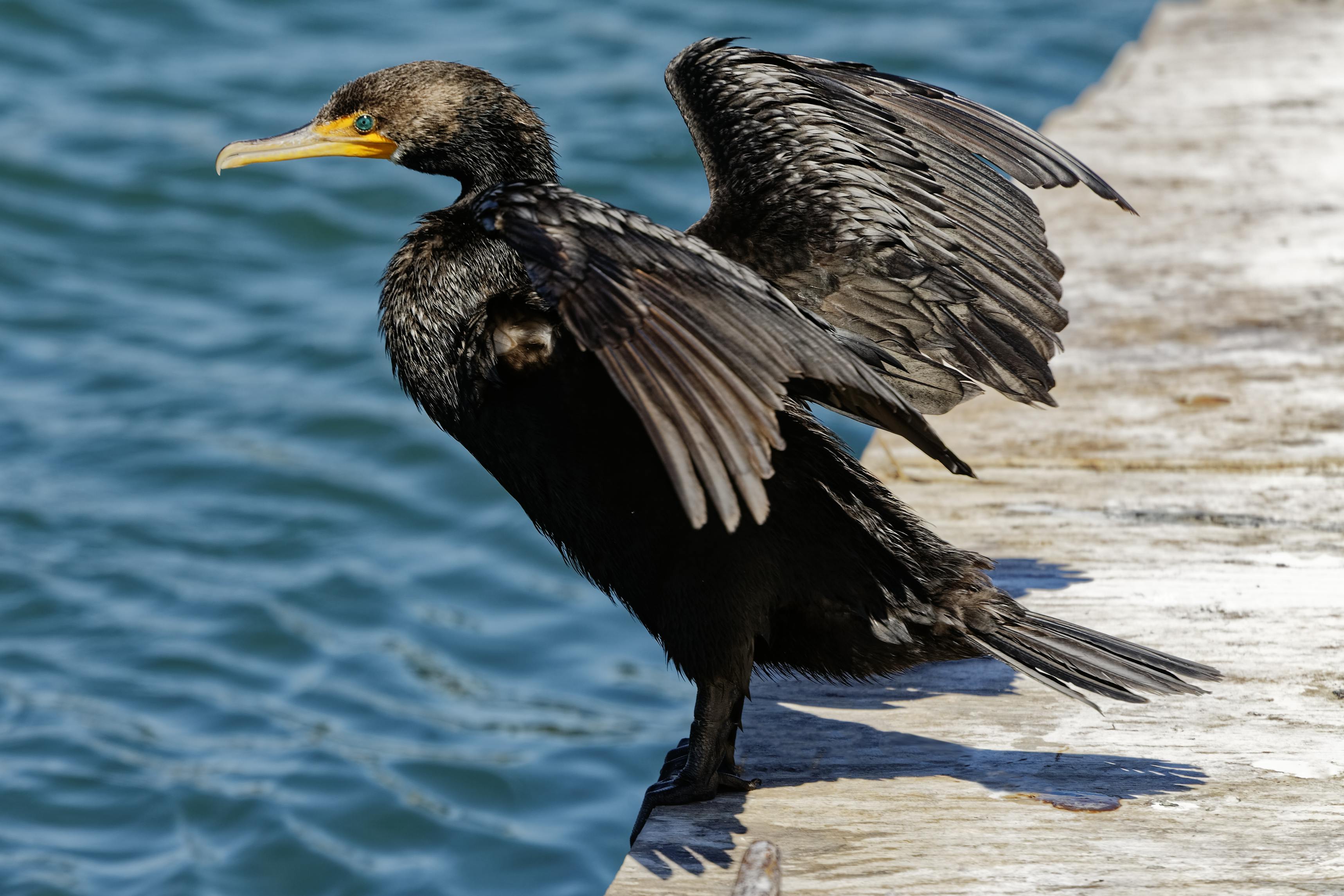 Tennessee Waterfowl Photos, Download The BEST Free Tennessee Waterfowl