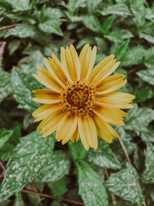 Free Vibrant yellow flower in full bloom against lush green leaves, showcasing nature's beauty. Stock Photo