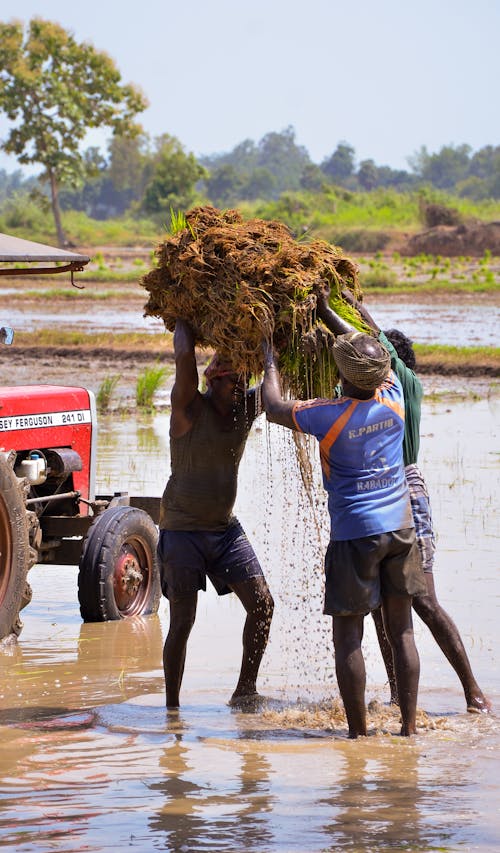 Foto d'estoc gratuïta de afroamericans, agricultors, agricultura