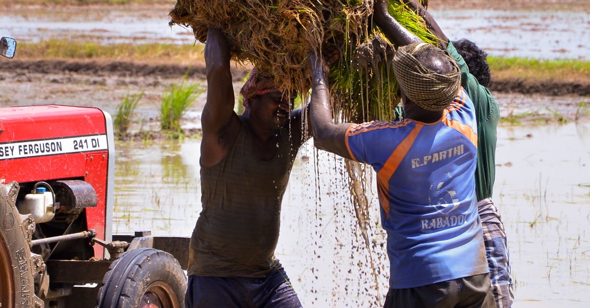 Farmhelper Picture Farmers helping each other carry Harvests · Free Stock Photo