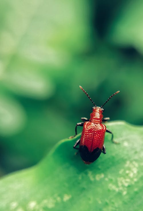 Macro Shot Photography of Ouleme Perched on Green Leaf