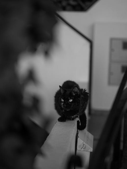 Δωρεάν στοκ φωτογραφιών με felis catus, Αιλουροειδή, ασπρόμαυρο