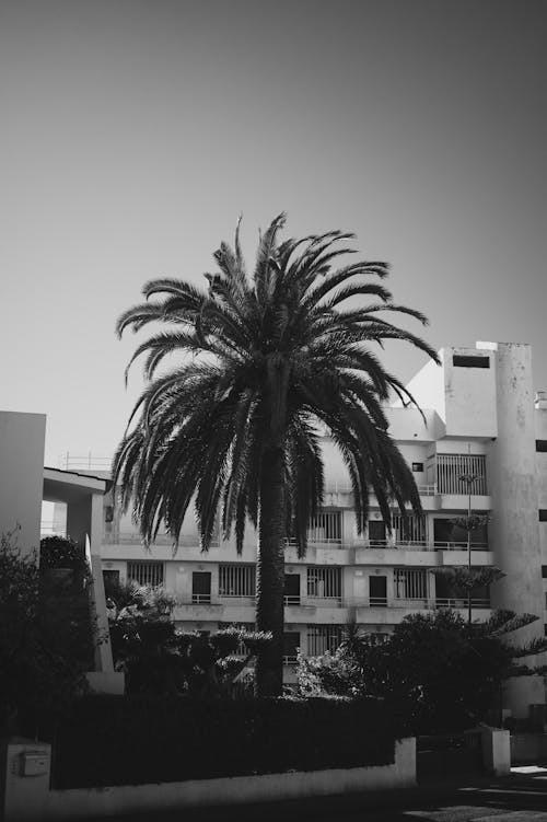Grayscale  Photo of a Palm Tree Near  White Building
