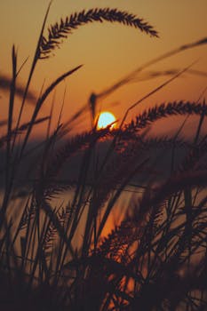 Breathtaking view of the sun setting behind grass in Koraput, India, capturing nature's vibrant hues.