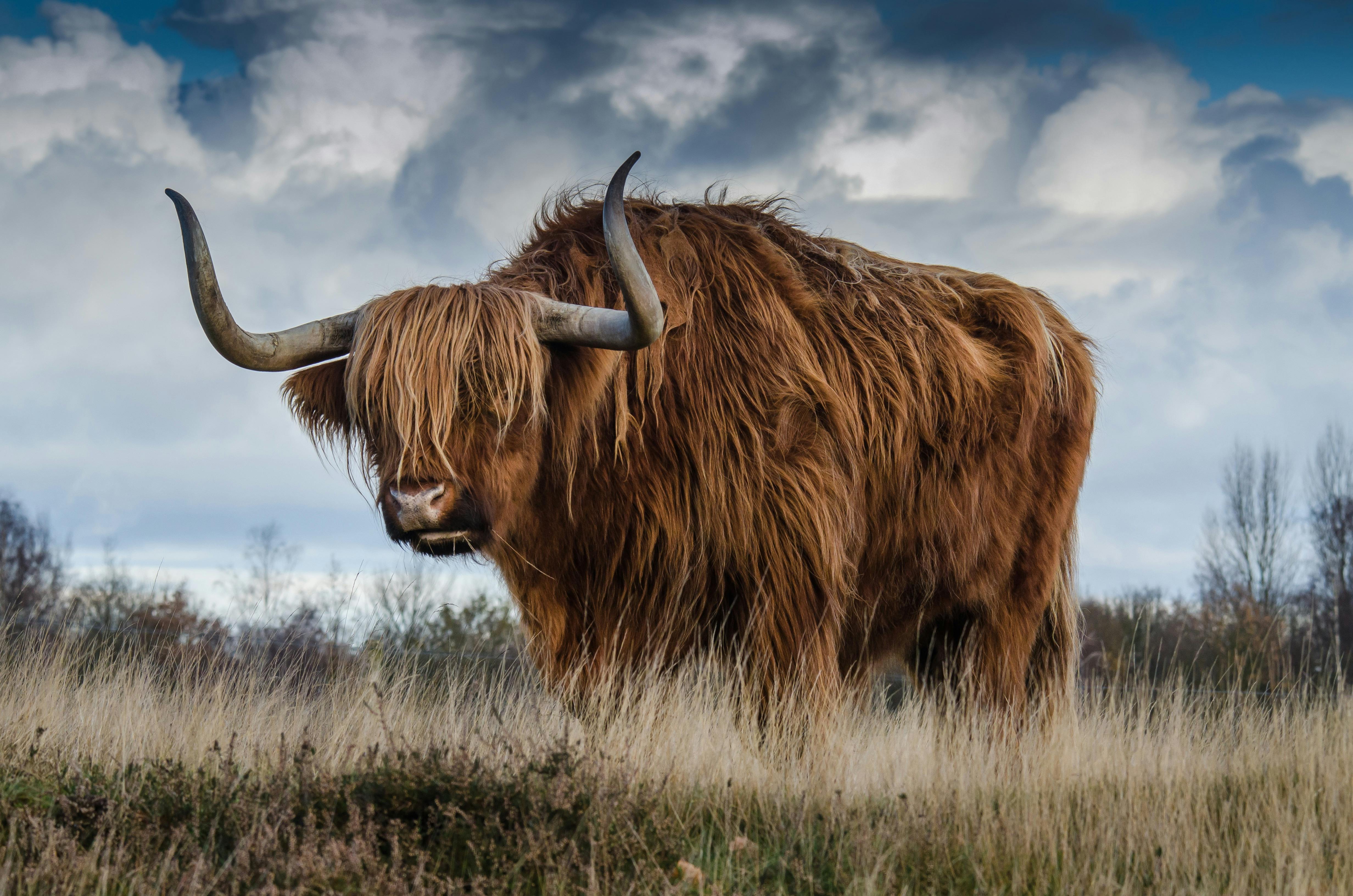 Brown Yak on Green and Brown Grass Field · Free Stock Photo