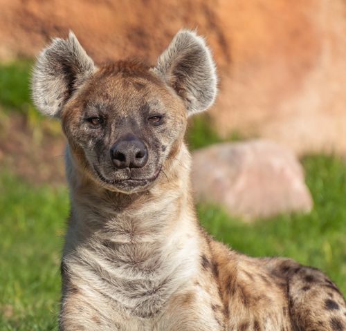 Free A detailed close-up portrait of a spotted hyena in its natural habitat. Stock Photo