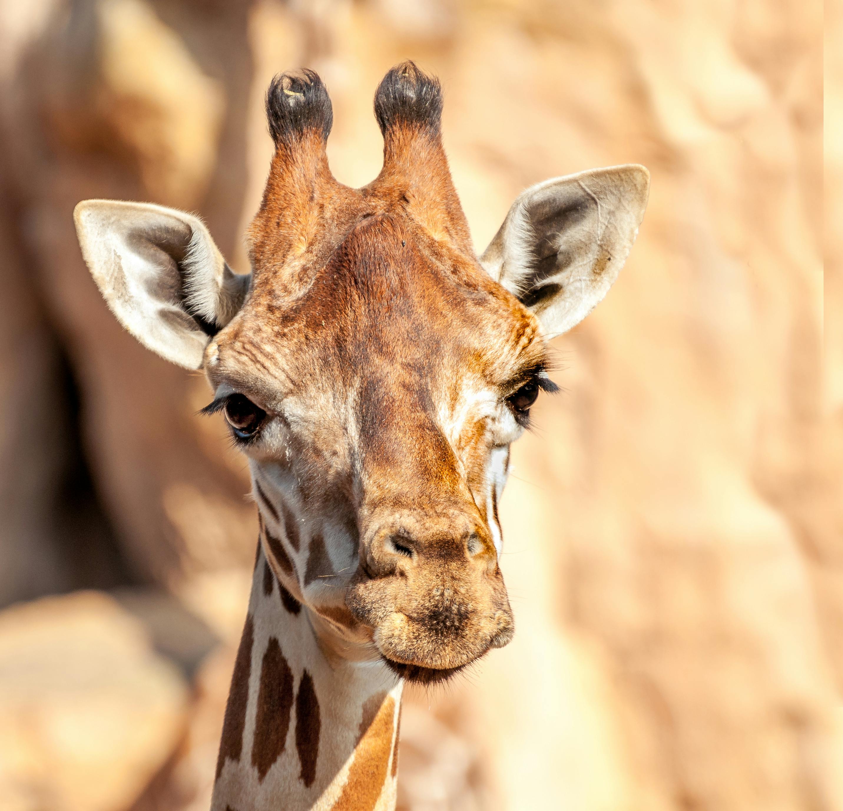 Animal 60s Song Photos, Download Free Animal 60s Song Stock Photos & HD Images Animal 60s Song Photos, Download Free Animal 60s Song Stock Photos & HD Images