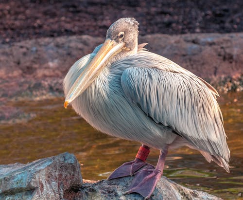 Close-up Photo of a Pink-backed Pelican 