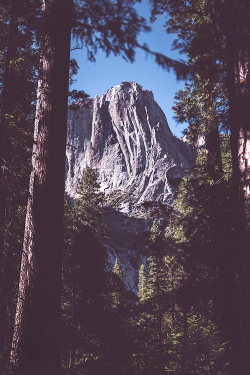 Montaña Gris Cerca Del Bosque Verde