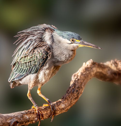 Close-Up Photo of Green Heron Perched on Tree Branch