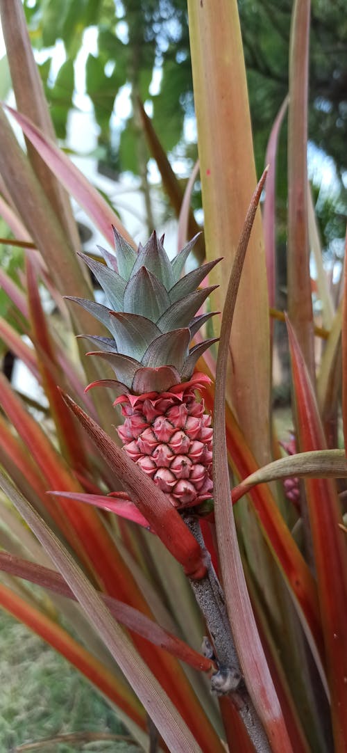 Close up of Pineapple in Nature