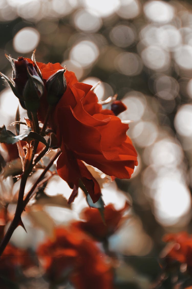 Red Flower In Garden On Blur Background