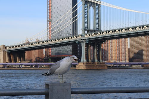 Δωρεάν στοκ φωτογραφιών με brooklyn bridge, cityroad, citystyle