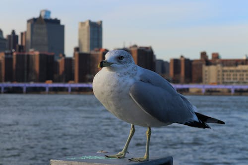 Δωρεάν στοκ φωτογραφιών με brooklyn bridge, cityroad, citystyle