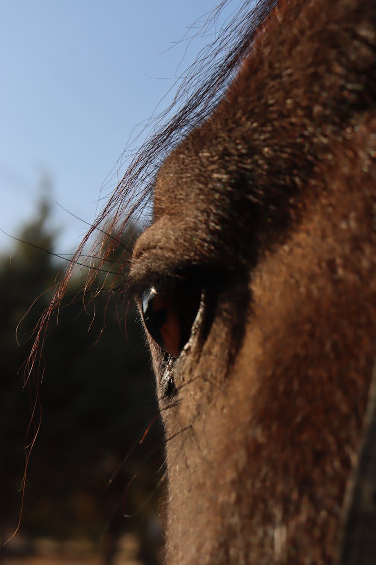 Brown Horse Eye In Close-Up Photography