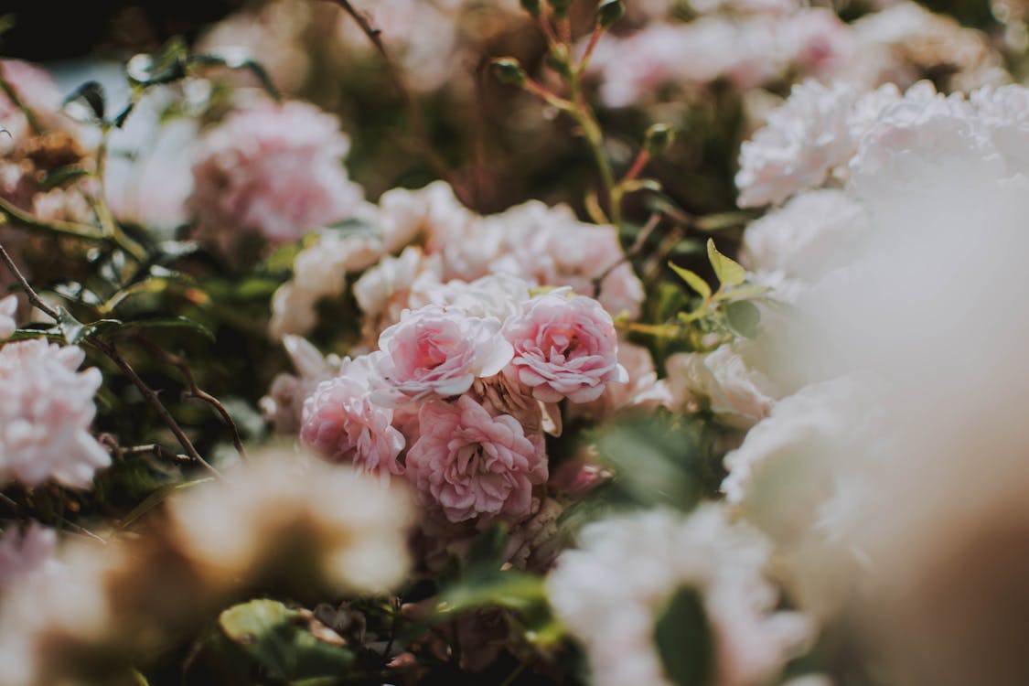 Pink Flowers