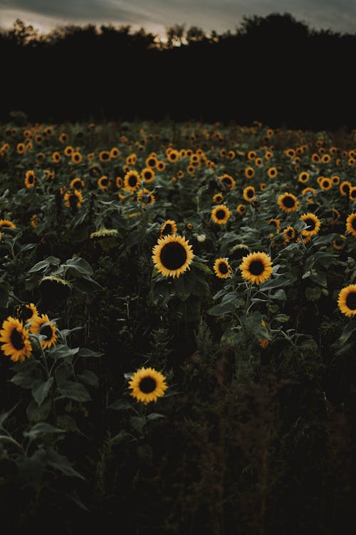 Free Sunflower Field during Dawn Stock Photo