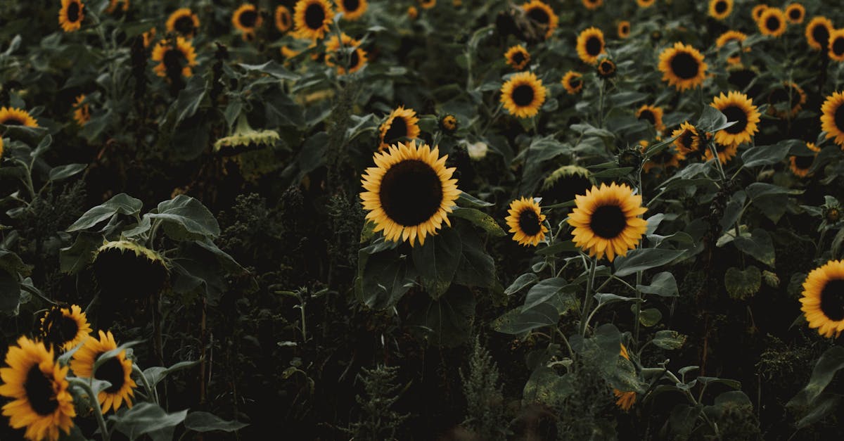 Sunflower Field during Dawn