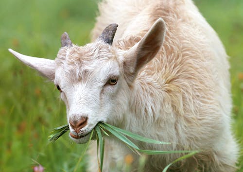 Chèvre Blanche Mangeant De L'herbe Pendant La Journée