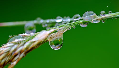Free Macro Photography of Morning Dew Drop on the Plants Stem Stock Photo