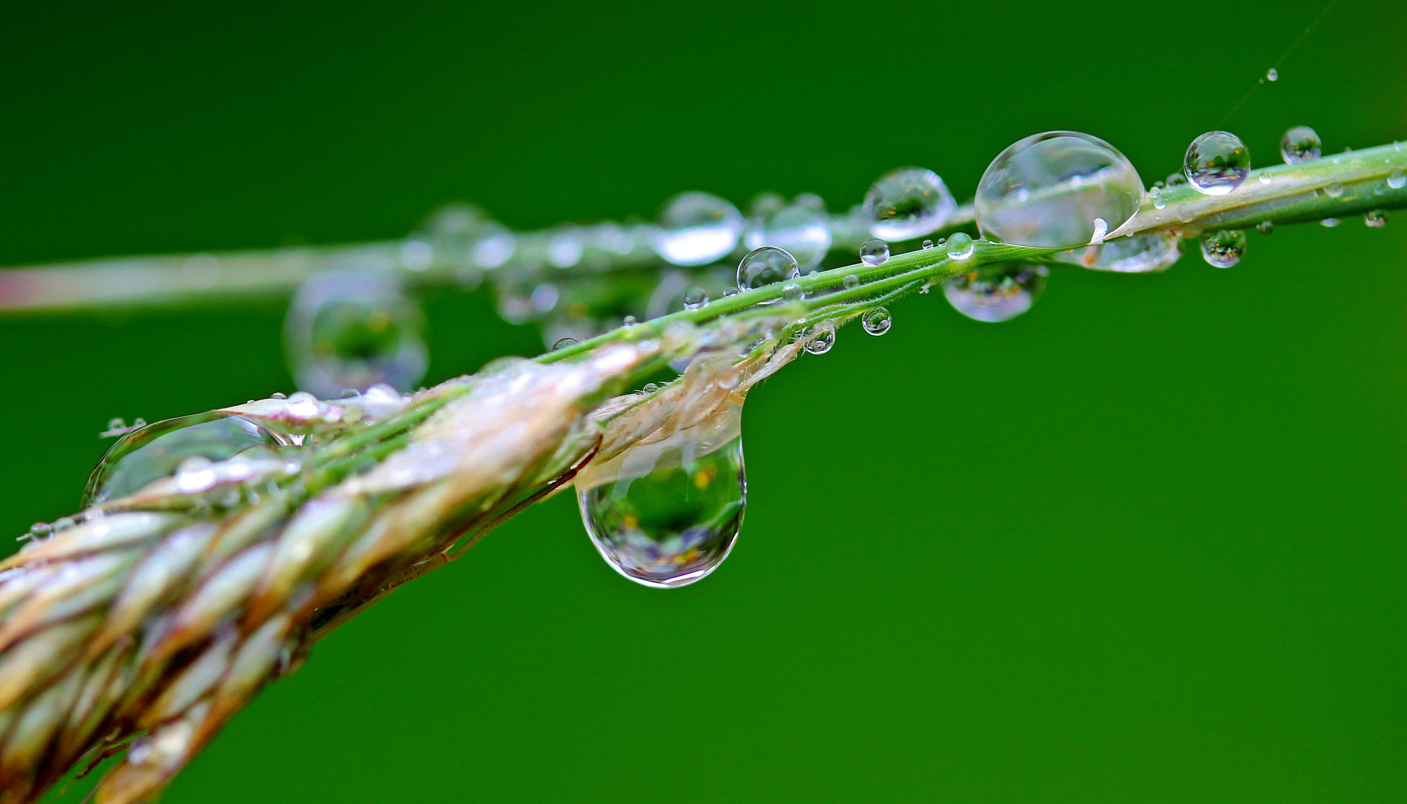 Dewdrops Photos, Download The BEST Free Dewdrops Stock Photos & HD Images