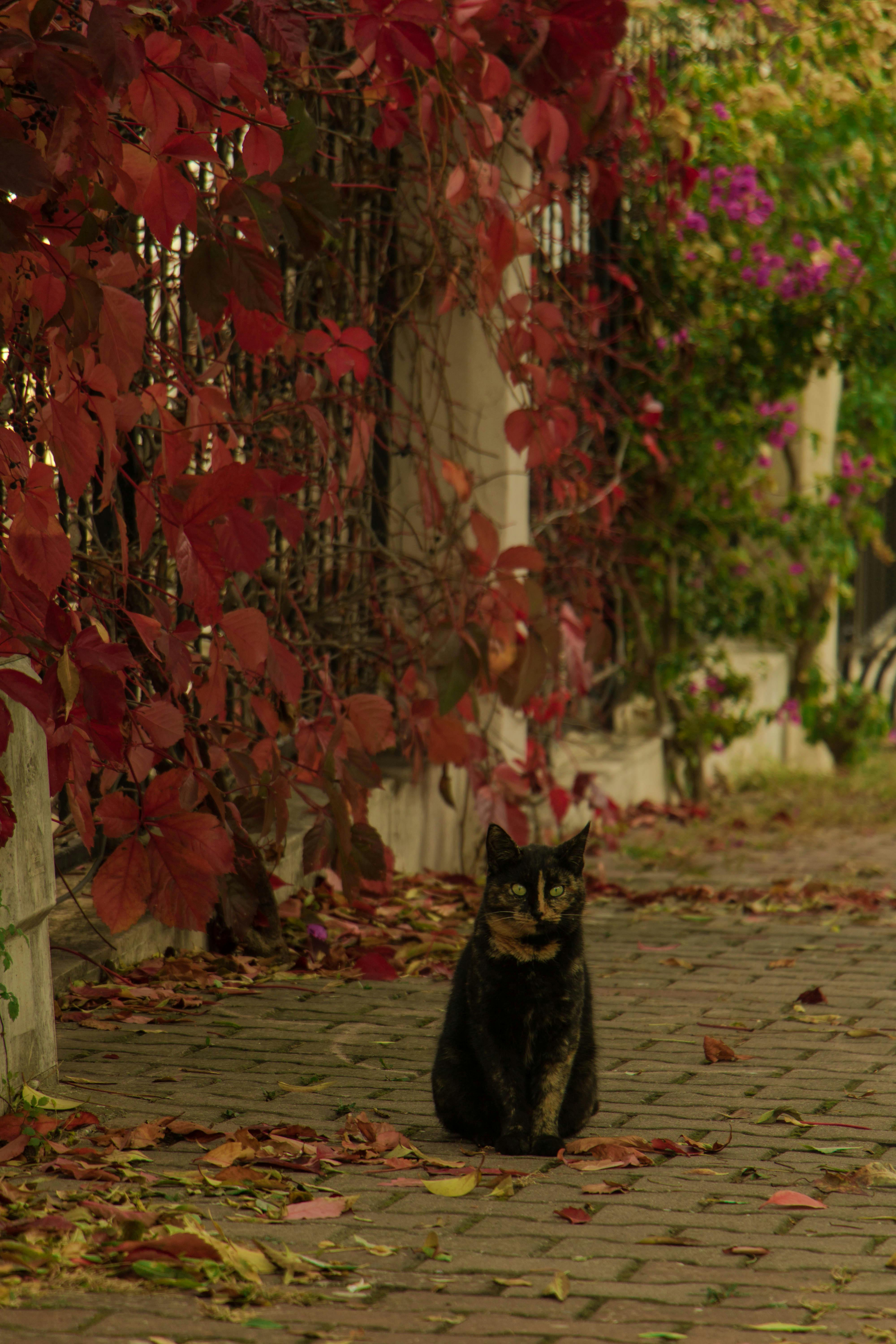 cat on a pavement by the ivy
