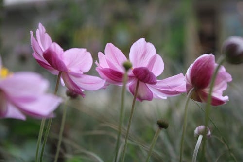 꽃이 피는, 분홍색 꽃, 셀렉티브 포커스의 무료 스톡 사진
