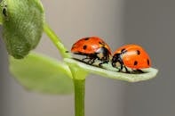 2 Lady Bug on Green Leaf