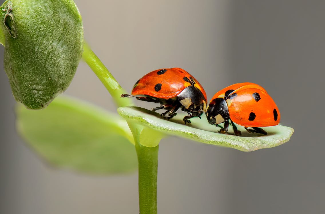 2 Lady Bug Op Groen Blad