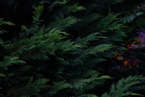 Immagine gratuita di foglie verde scuro, natura, scuro