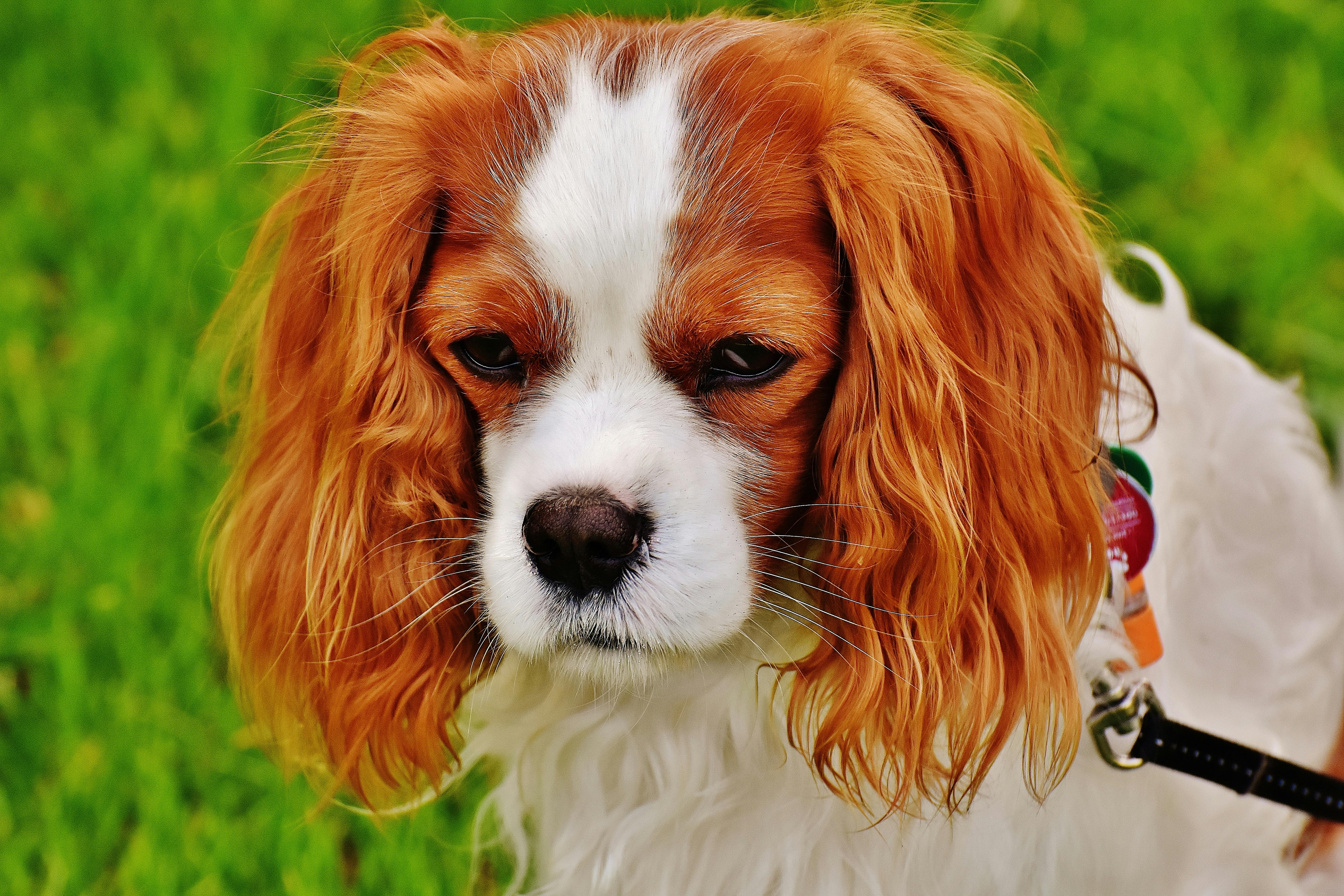Perro - Cavaliers King Charles Spaniel