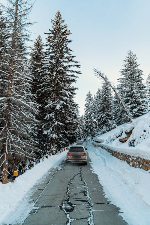 Photograph of a Car near Trees with Snow