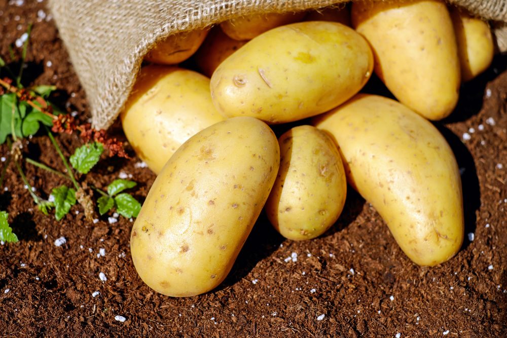Patate della Sila IGP