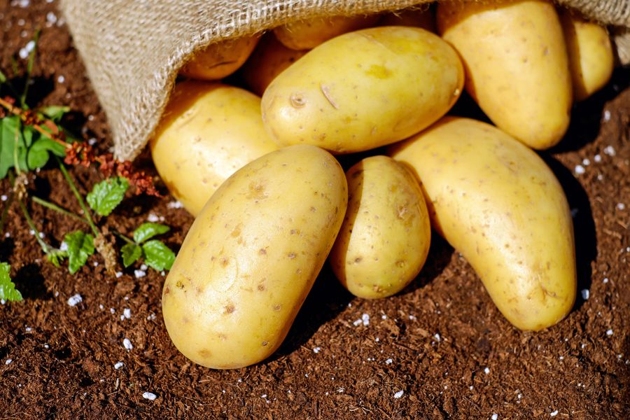 Organic potatoes