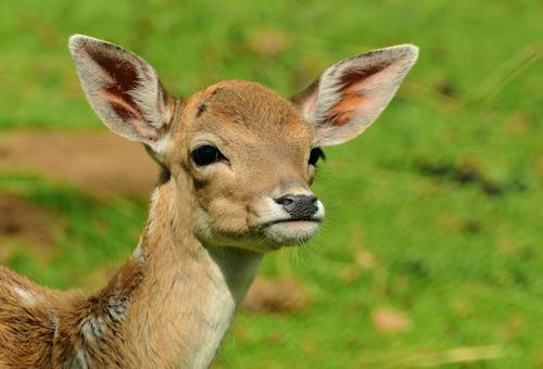 Deer in Grass Field during Day Time