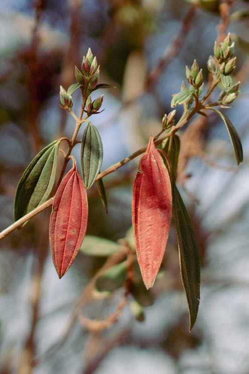 Flower Buds with Red Leaves and Green Leaves
