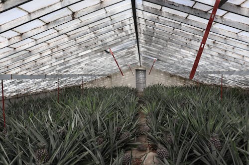 Photo of a Greenhouse Filled with Pineapples