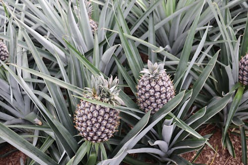 Kostenloses Stock Foto zu ananas, essen, frische früchte