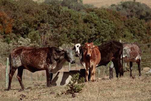 Cows Standing in a Pasture